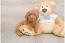 Popular Mini Goldendoodle Poodle Mix Pup