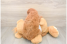 Best Mini Goldendoodle Baby