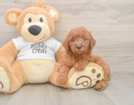 7 week old Mini Goldendoodle Puppy For Sale - Pilesgrove Pups