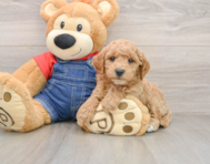 7 week old Mini Goldendoodle Puppy For Sale - Pilesgrove Pups
