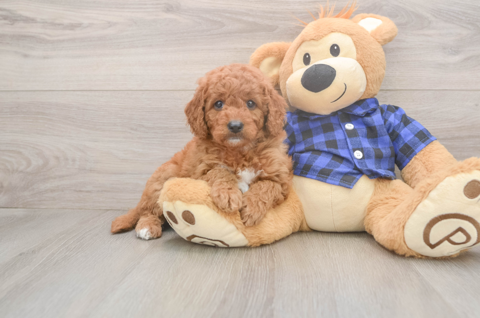 6 week old Mini Goldendoodle Puppy For Sale - Pilesgrove Pups