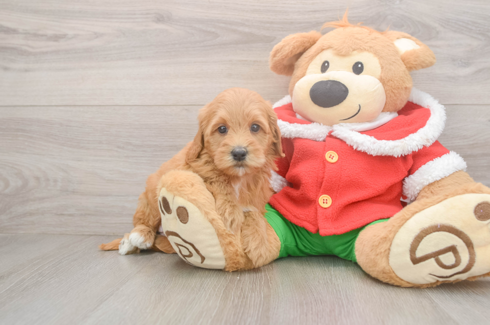 5 week old Mini Goldendoodle Puppy For Sale - Pilesgrove Pups