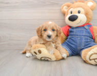 8 week old Mini Goldendoodle Puppy For Sale - Pilesgrove Pups