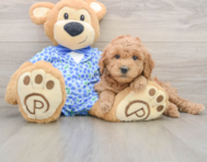6 week old Mini Goldendoodle Puppy For Sale - Pilesgrove Pups