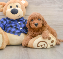 7 week old Mini Goldendoodle Puppy For Sale - Pilesgrove Pups