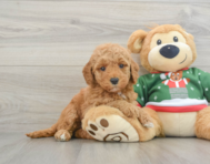 7 week old Mini Goldendoodle Puppy For Sale - Pilesgrove Pups