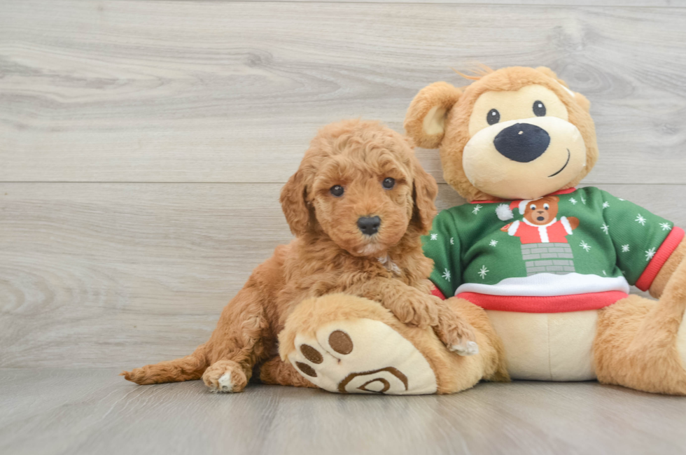 7 week old Mini Goldendoodle Puppy For Sale - Pilesgrove Pups