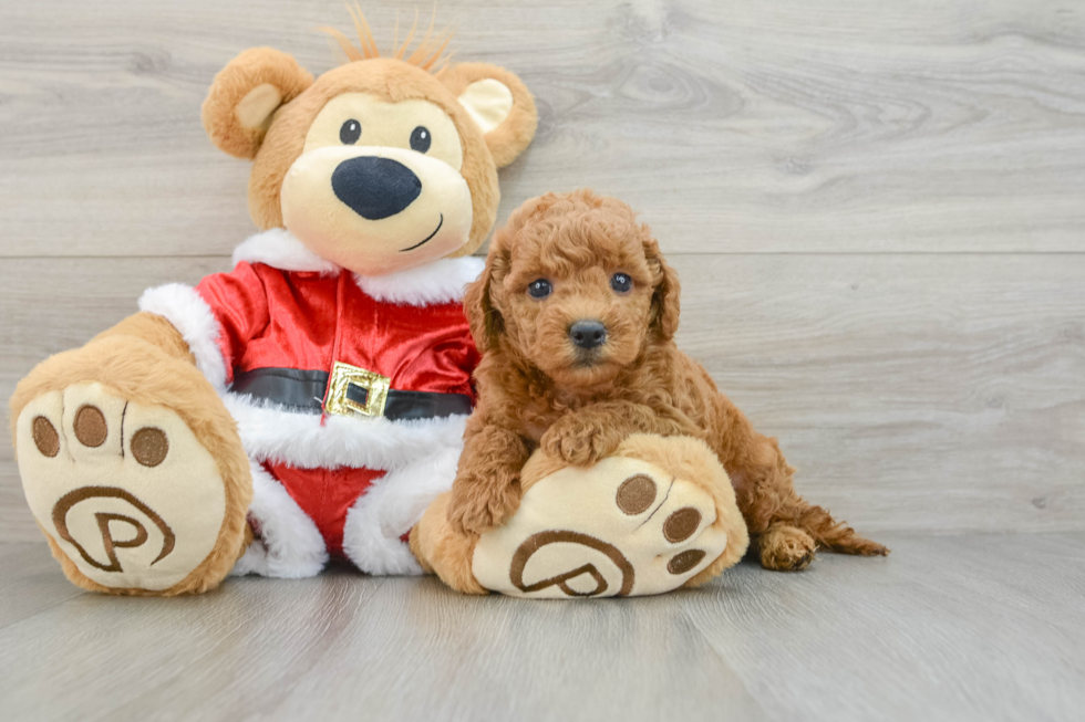 Happy Mini Goldendoodle Baby