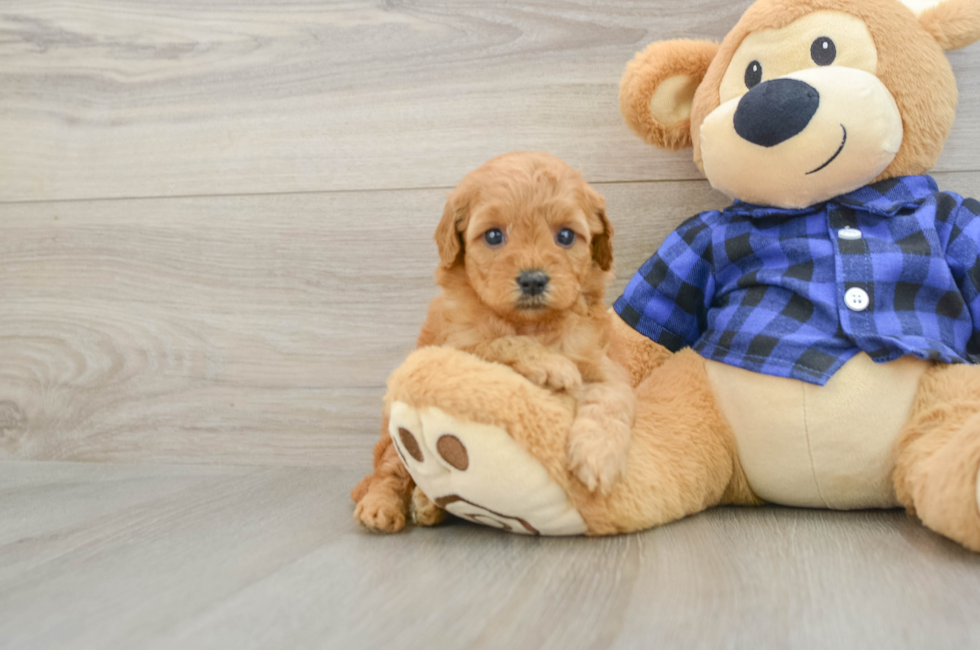 5 week old Mini Goldendoodle Puppy For Sale - Pilesgrove Pups