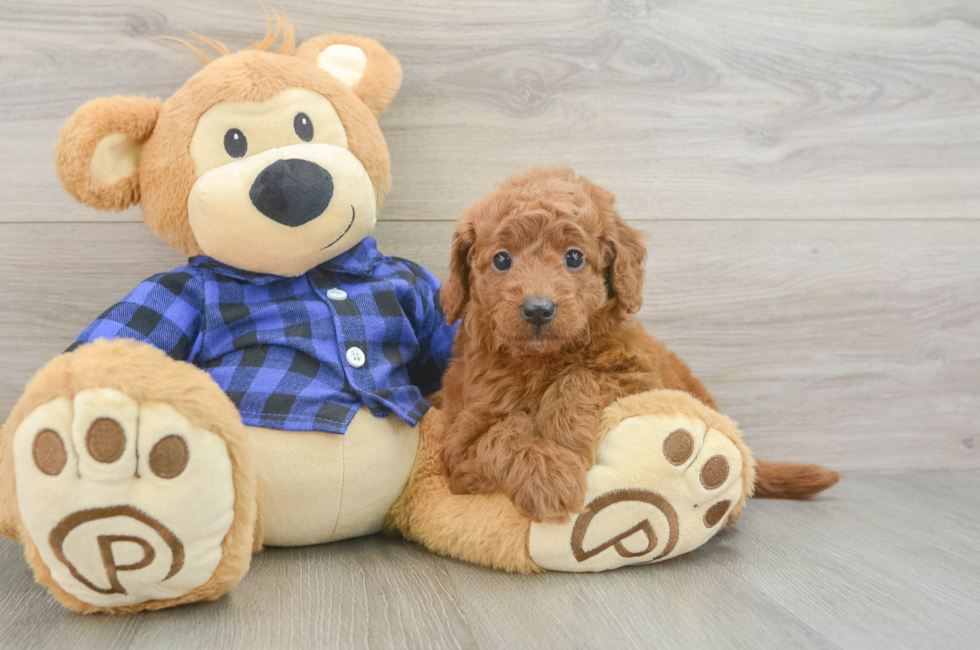 6 week old Mini Goldendoodle Puppy For Sale - Pilesgrove Pups