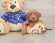 7 week old Mini Goldendoodle Puppy For Sale - Pilesgrove Pups