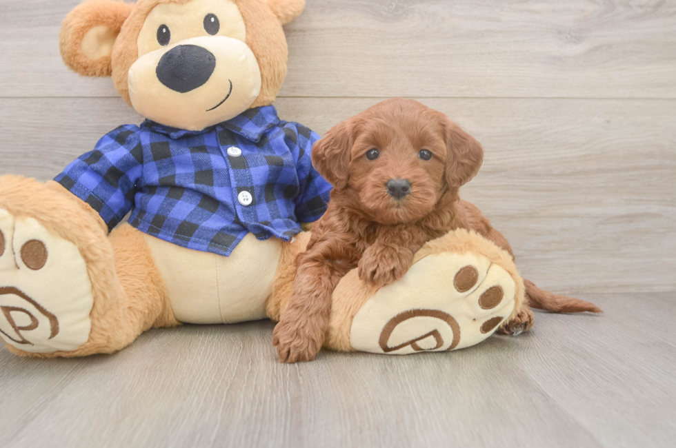 5 week old Mini Goldendoodle Puppy For Sale - Pilesgrove Pups