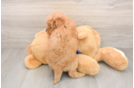 Energetic Golden Doodle Poodle Mix Puppy