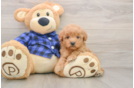 Best Mini Goldendoodle Baby