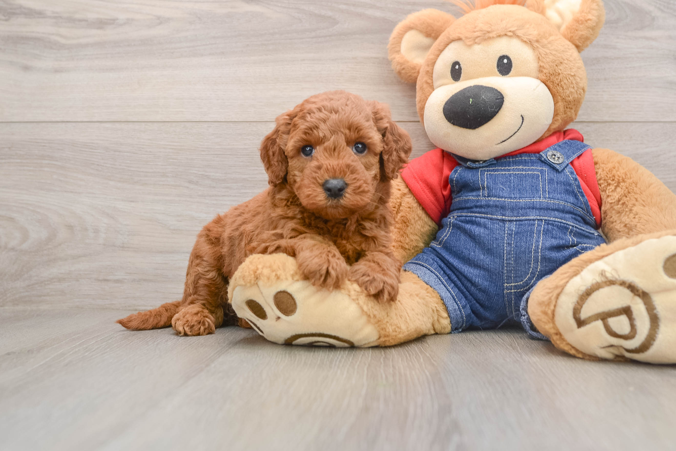 Little Mini Goldenpoo Poodle Mix Puppy
