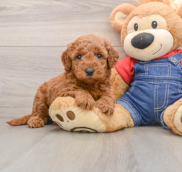6 week old Mini Goldendoodle Puppy For Sale - Pilesgrove Pups