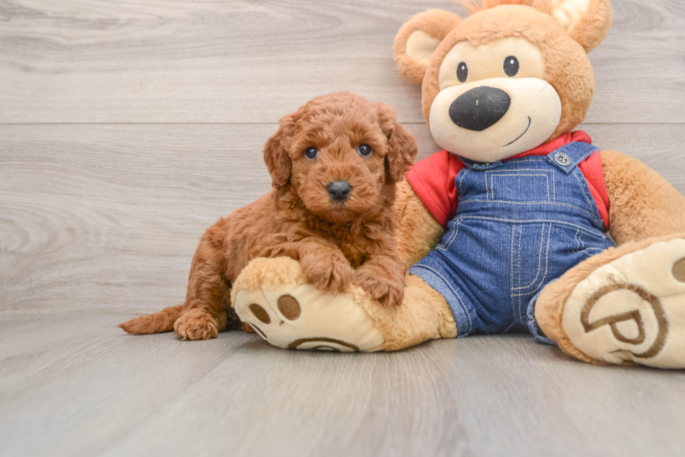 Little Mini Goldenpoo Poodle Mix Puppy