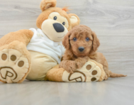 8 week old Mini Goldendoodle Puppy For Sale - Pilesgrove Pups