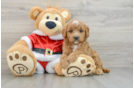 Friendly Mini Goldendoodle Baby