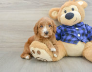 7 week old Mini Goldendoodle Puppy For Sale - Pilesgrove Pups