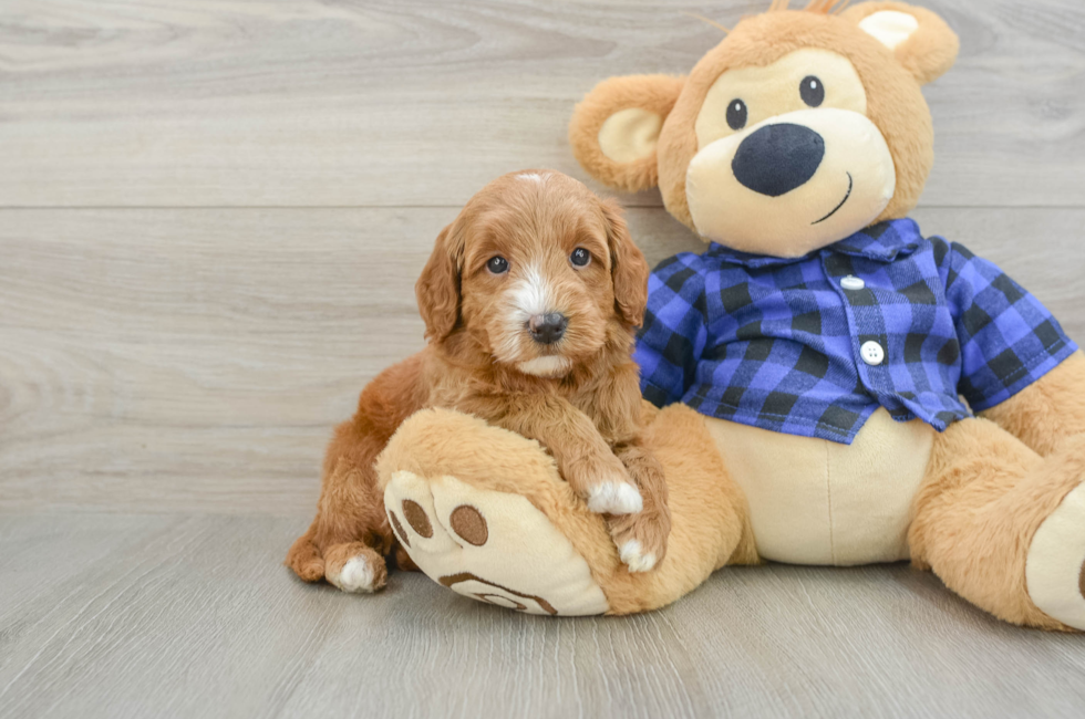 5 week old Mini Goldendoodle Puppy For Sale - Pilesgrove Pups