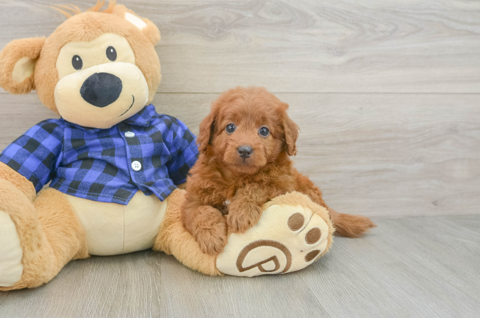 6 week old Mini Goldendoodle Puppy For Sale - Pilesgrove Pups