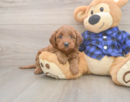 7 week old Mini Goldendoodle Puppy For Sale - Pilesgrove Pups