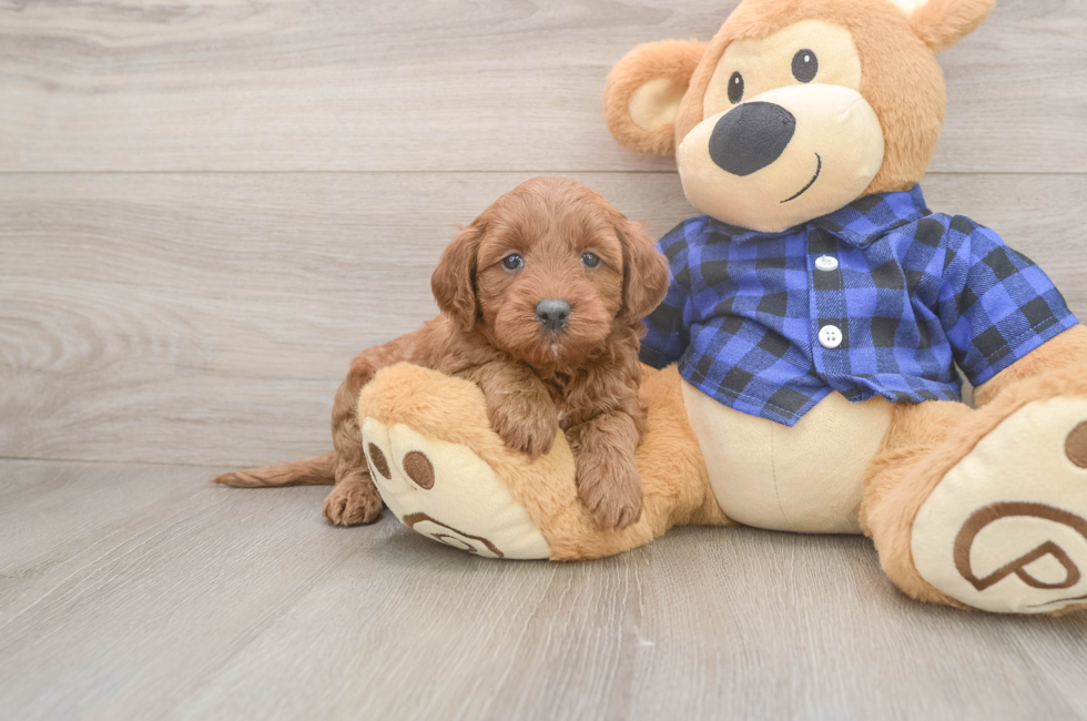 5 week old Mini Goldendoodle Puppy For Sale - Pilesgrove Pups