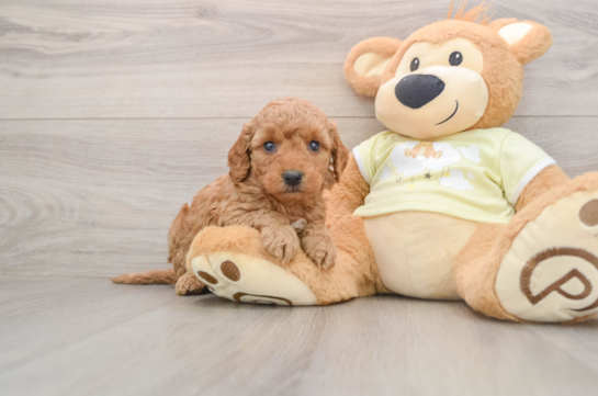 Mini Goldendoodle Pup Being Cute