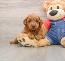 6 week old Mini Goldendoodle Puppy For Sale - Pilesgrove Pups