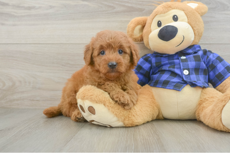Smart Mini Goldendoodle Poodle Mix Pup