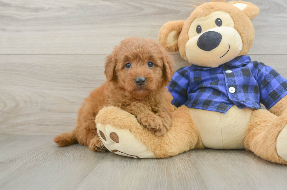 6 week old Mini Goldendoodle Puppy For Sale - Pilesgrove Pups