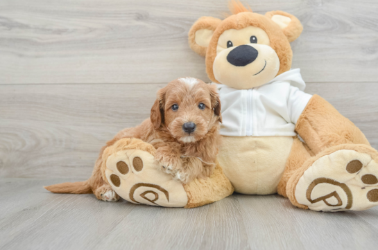 Mini Goldendoodle Pup Being Cute