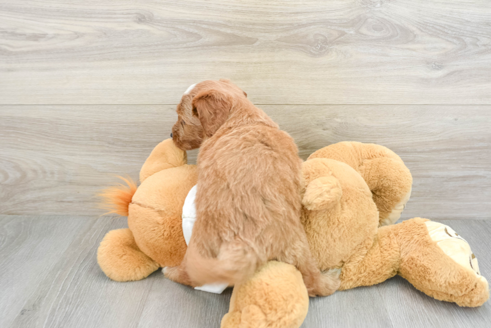 Adorable Golden Retriever Poodle Mix Poodle Mix Puppy