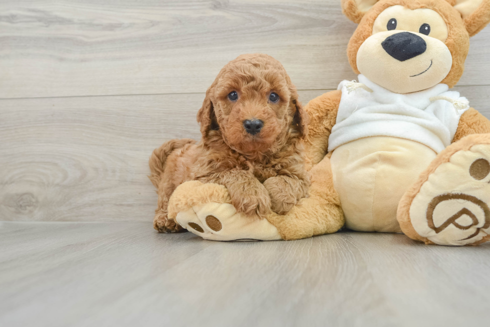 Cute Mini Goldendoodle Baby