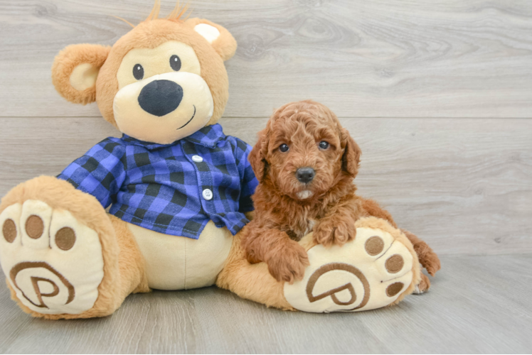 Best Mini Goldendoodle Baby