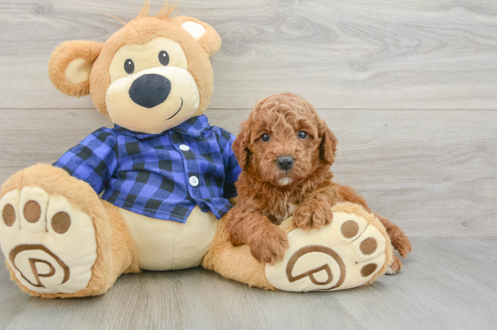 5 week old Mini Goldendoodle Puppy For Sale - Pilesgrove Pups