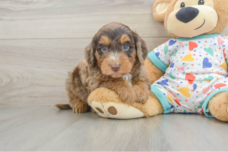 Best Mini Goldendoodle Baby