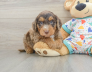 7 week old Mini Goldendoodle Puppy For Sale - Pilesgrove Pups