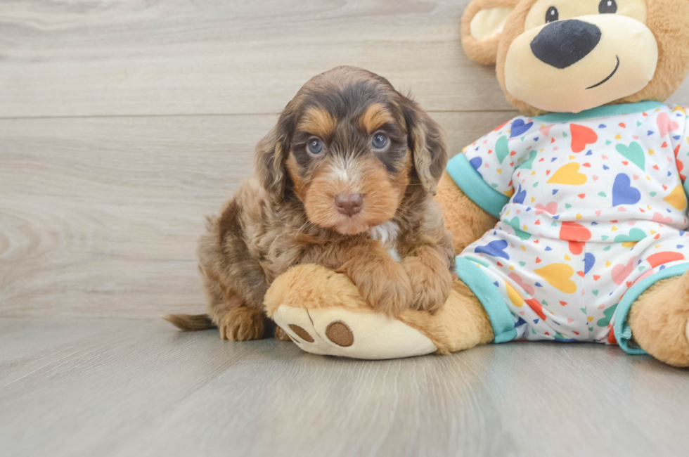 5 week old Mini Goldendoodle Puppy For Sale - Pilesgrove Pups
