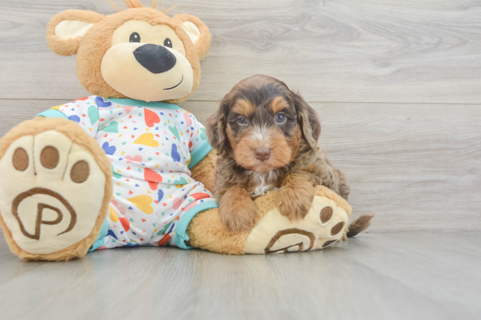 Popular Mini Goldendoodle Poodle Mix Pup