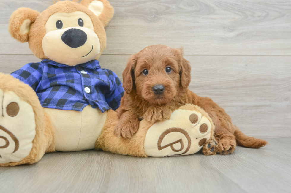 6 week old Mini Goldendoodle Puppy For Sale - Pilesgrove Pups