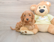 9 week old Mini Goldendoodle Puppy For Sale - Pilesgrove Pups