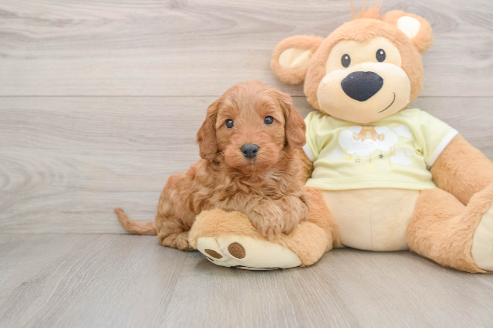 Popular Mini Goldendoodle Poodle Mix Pup