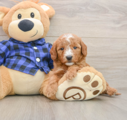 7 week old Mini Goldendoodle Puppy For Sale - Pilesgrove Pups