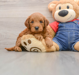 6 week old Mini Goldendoodle Puppy For Sale - Pilesgrove Pups