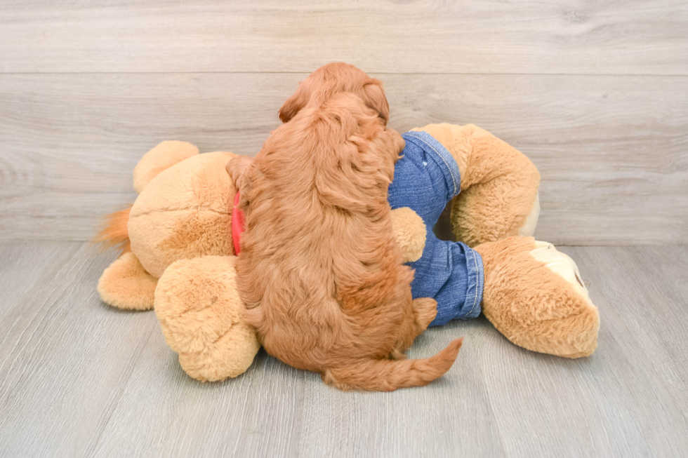 Best Mini Goldendoodle Baby