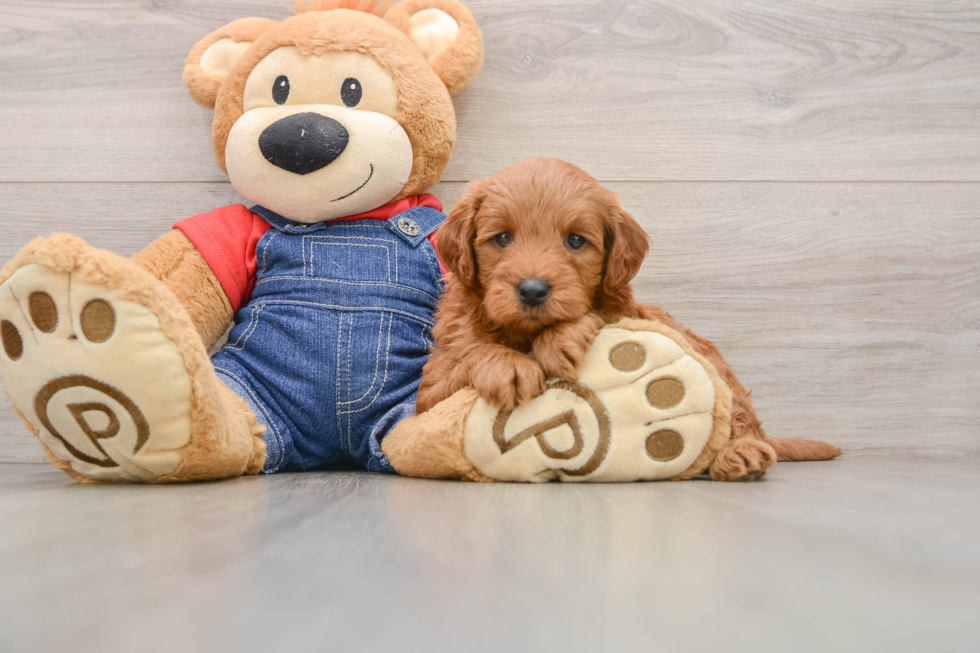 Mini Goldendoodle Pup Being Cute