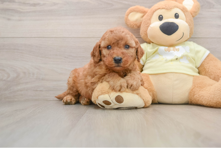 Best Mini Goldendoodle Baby