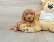 8 week old Mini Goldendoodle Puppy For Sale - Pilesgrove Pups